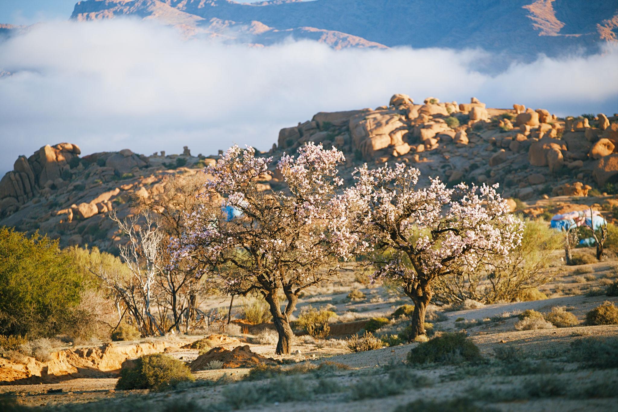 5-Day Tour: Gold of Oases & Berber Traditions - photo 4