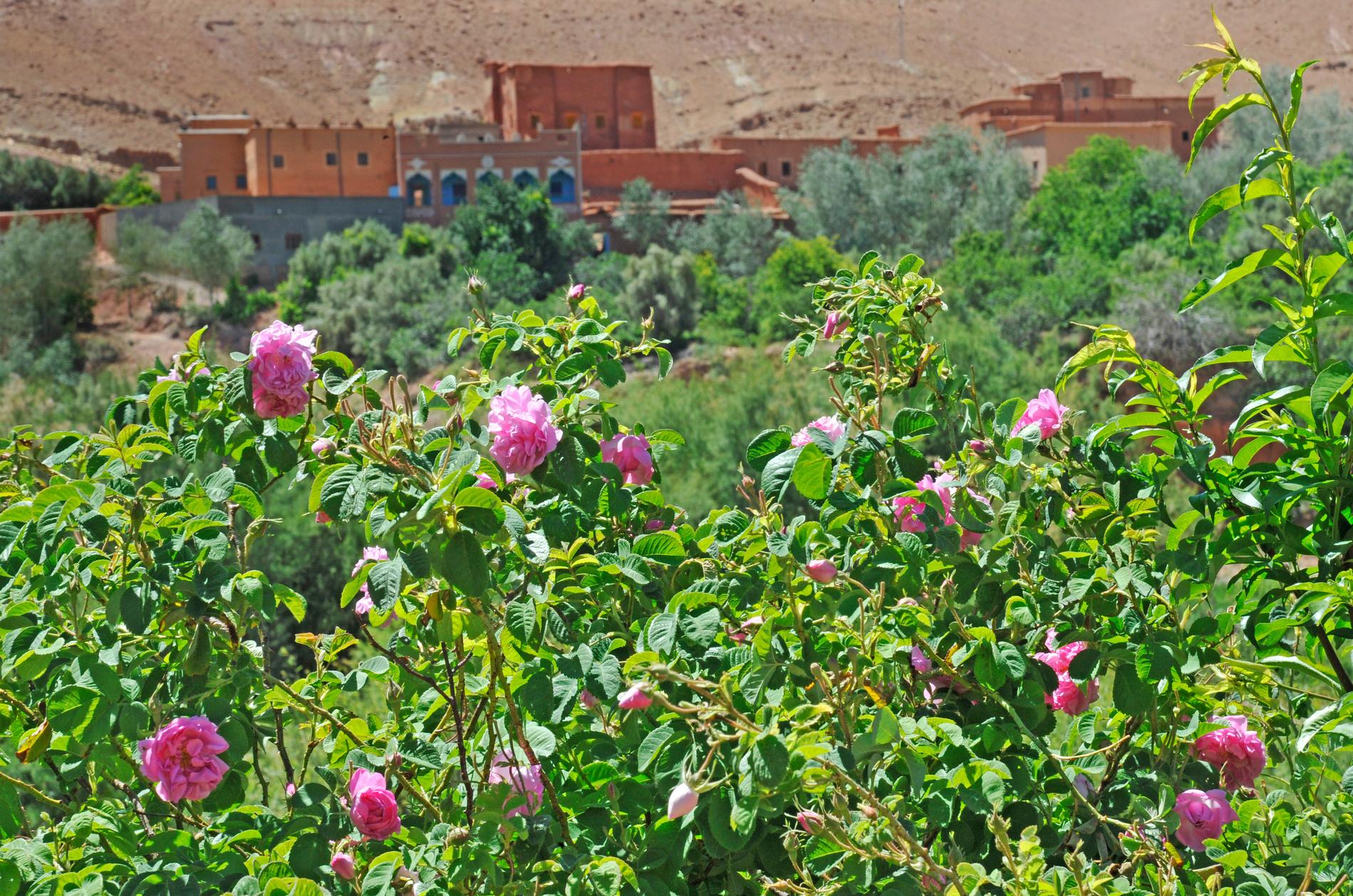 Marrakech ➔ Aït Ben Haddou ➔ Gorges du Dades