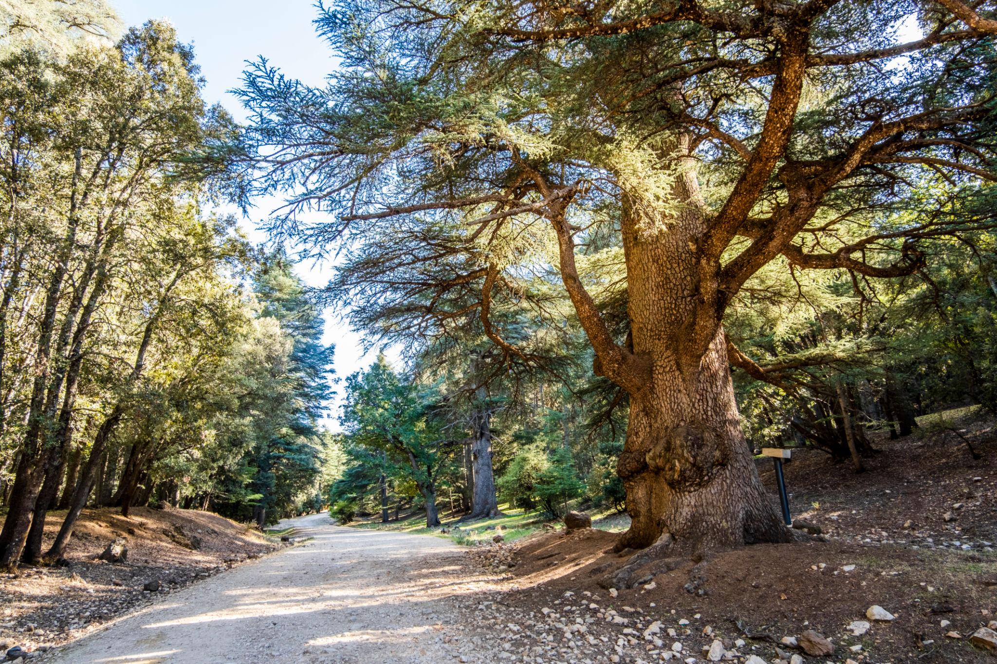 Erfoud – Midelt – Ifrane – Fes